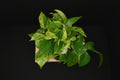 6" Marble Queen Pothos