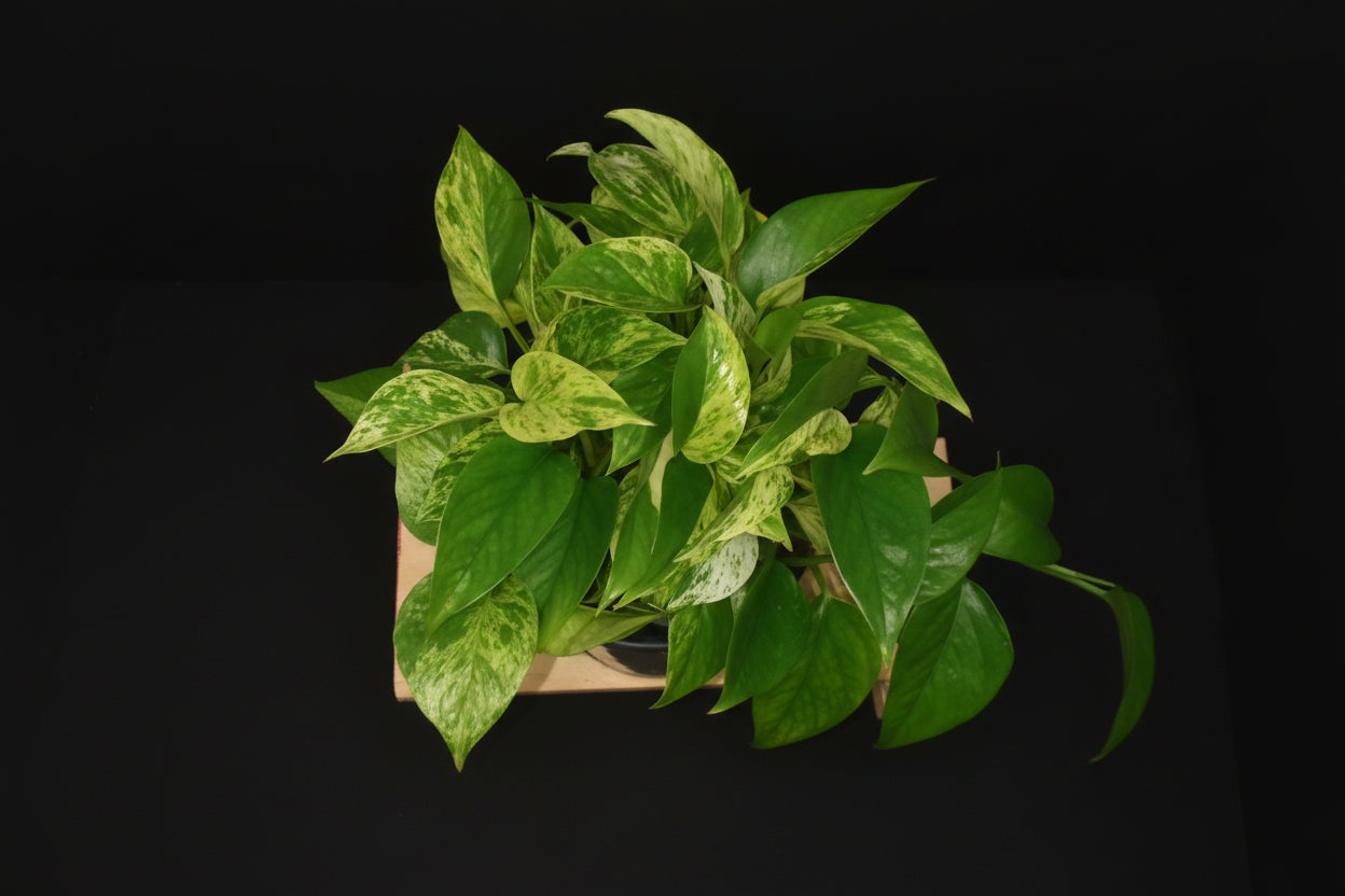 6" Marble Queen Pothos