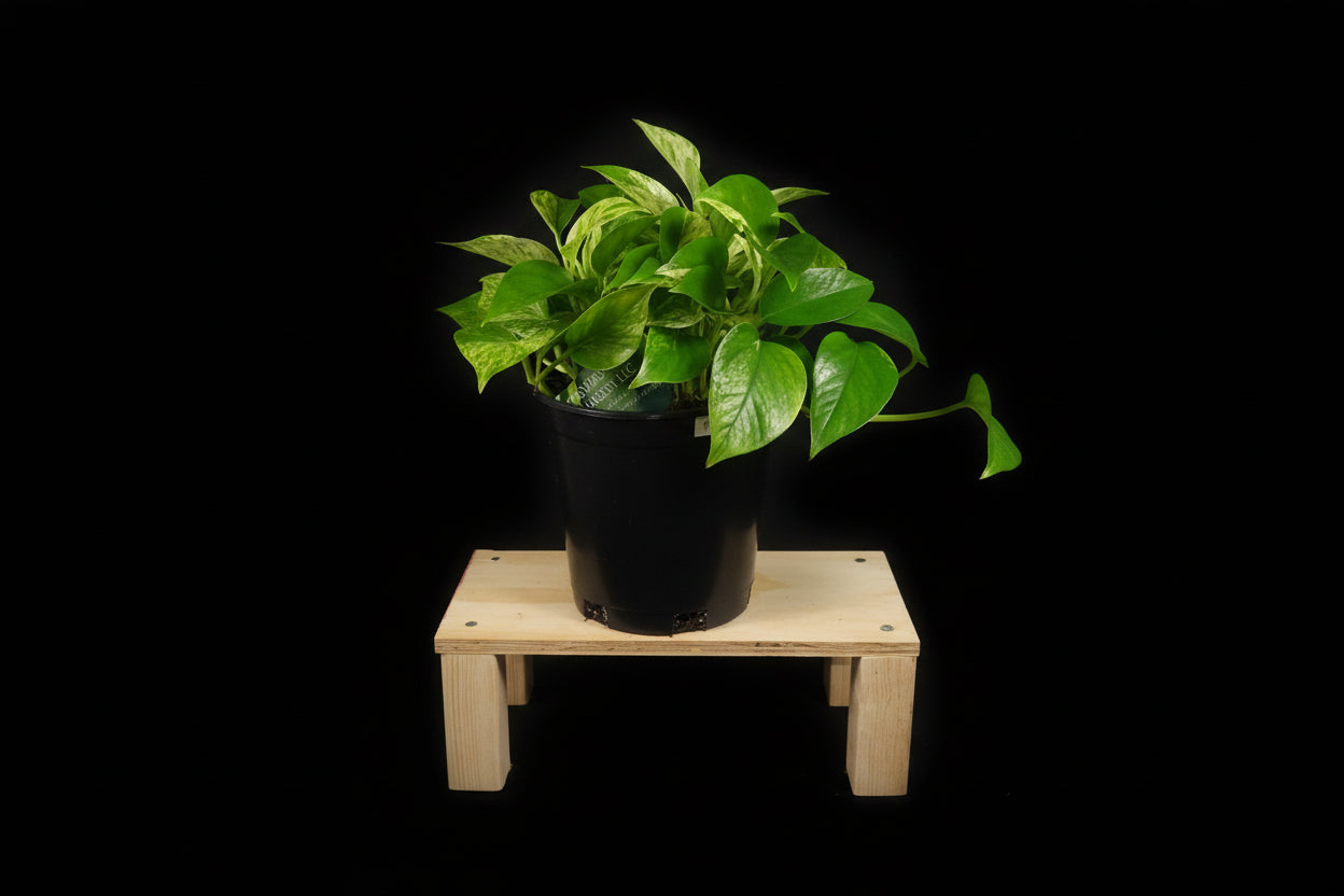 6" Marble Queen Pothos