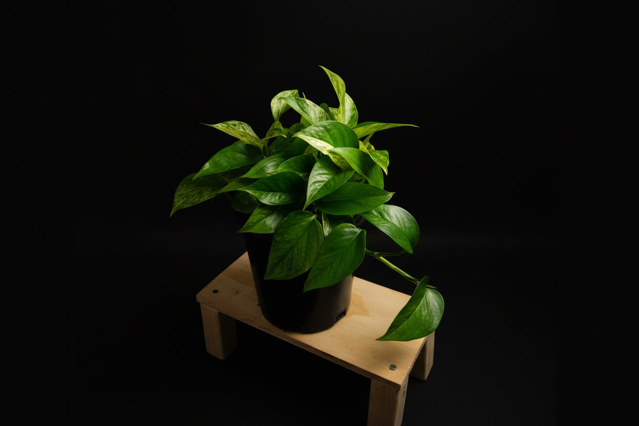 6" Marble Queen Pothos
