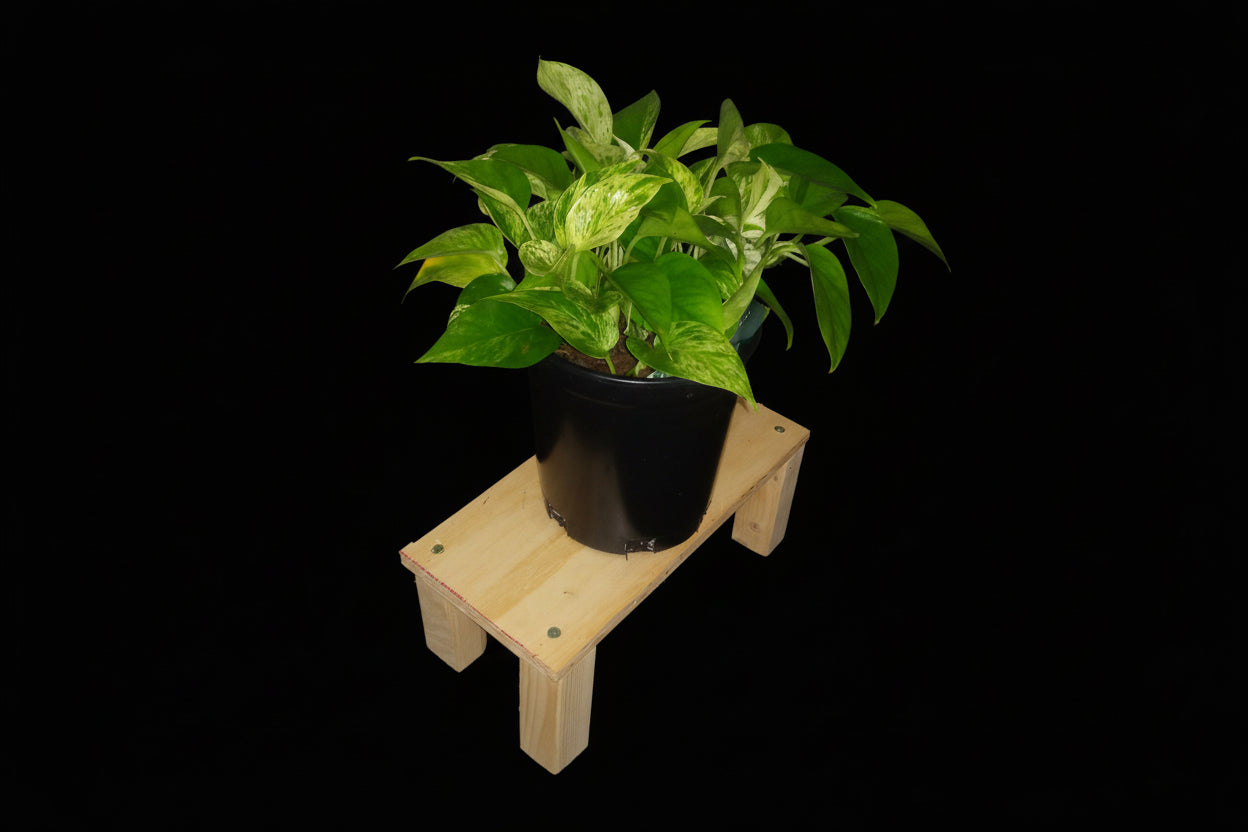 6" Marble Queen Pothos