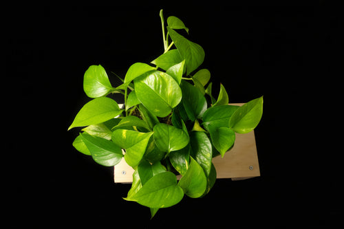 6" Golden Pothos