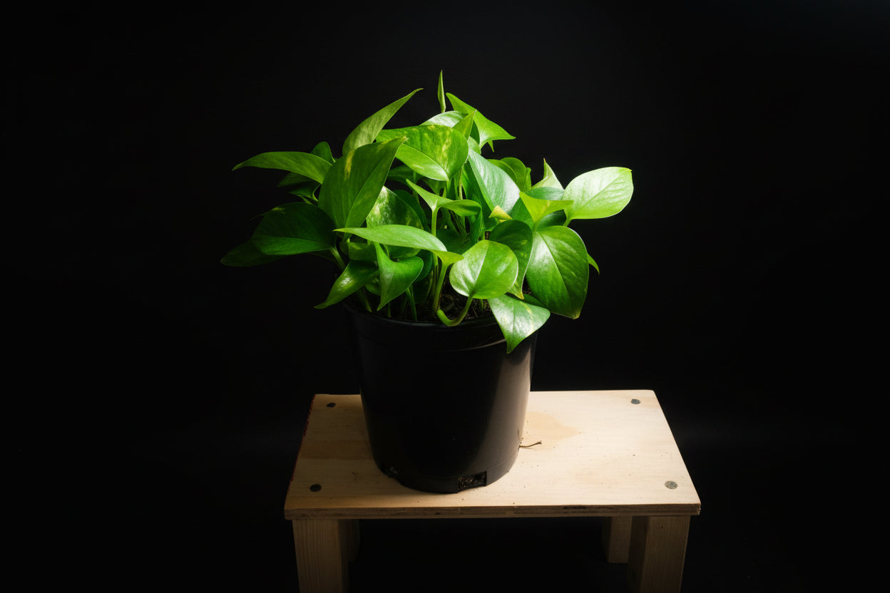 6" Golden Pothos