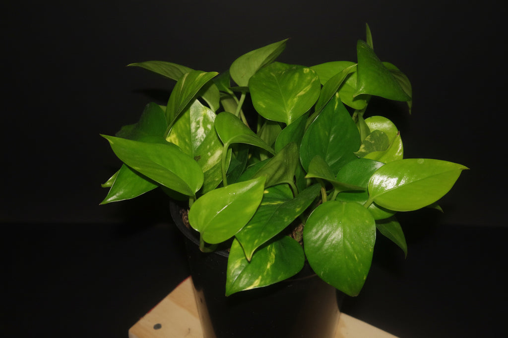 6" Golden Pothos