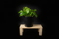 6" Golden Pothos