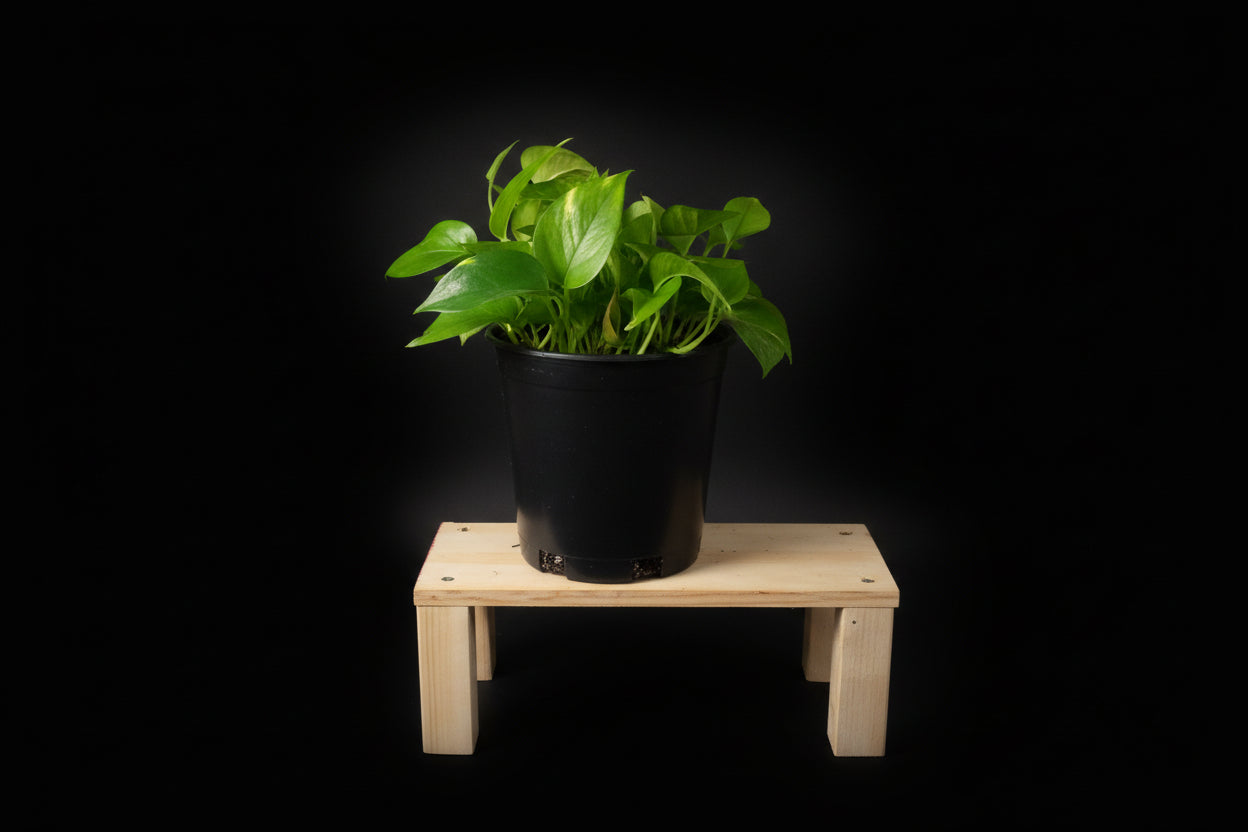 6" Golden Pothos