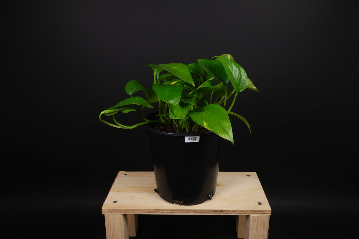 6" Golden Pothos