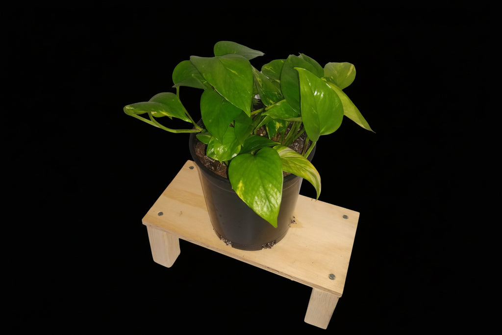 6" Golden Pothos
