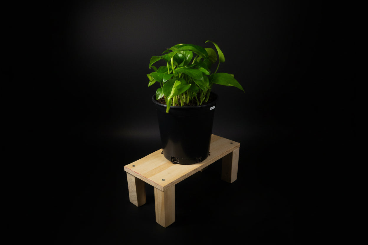 6" Golden Pothos