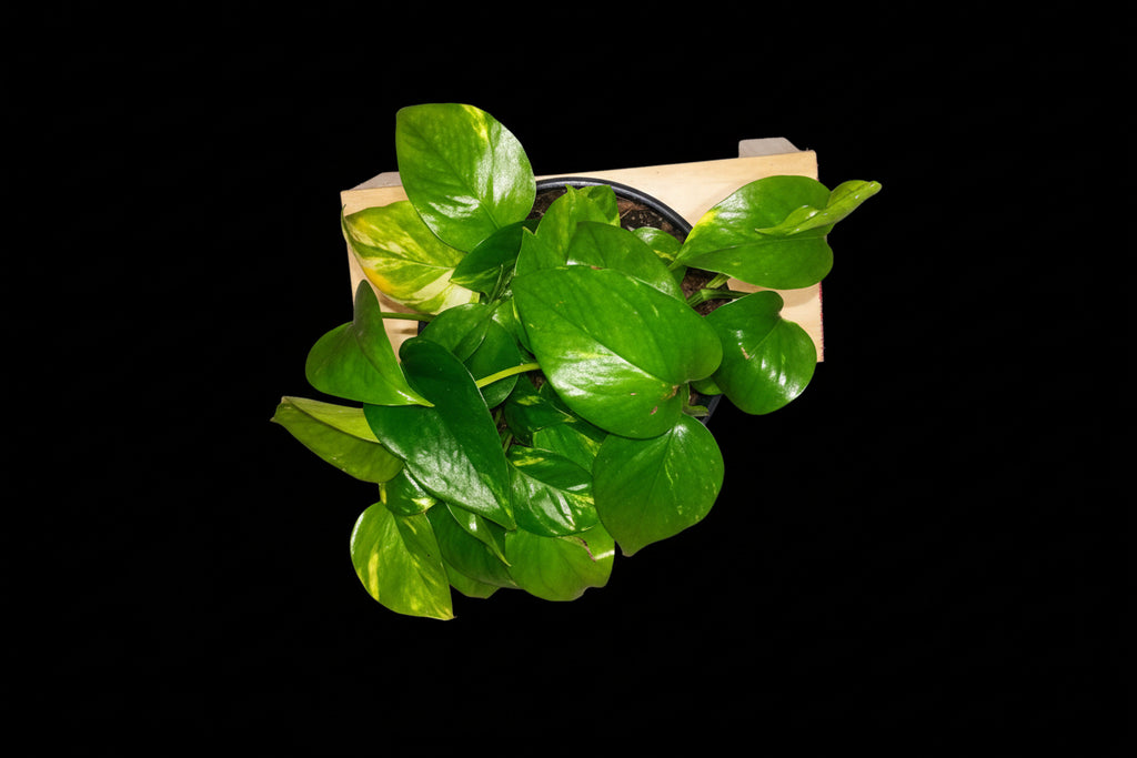 6" Golden Pothos